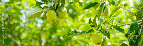 Panorama abundant of apple fruits bending on small branch of dwarf fruit trees at front yard orchard urban homestead farming, Dallas, Texas, seasonal background, backyard orchard self-sufficient