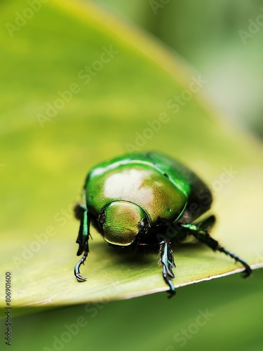 Close-up of jewel beetle on leaf