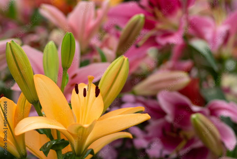 Colorful lilies on blurred floral