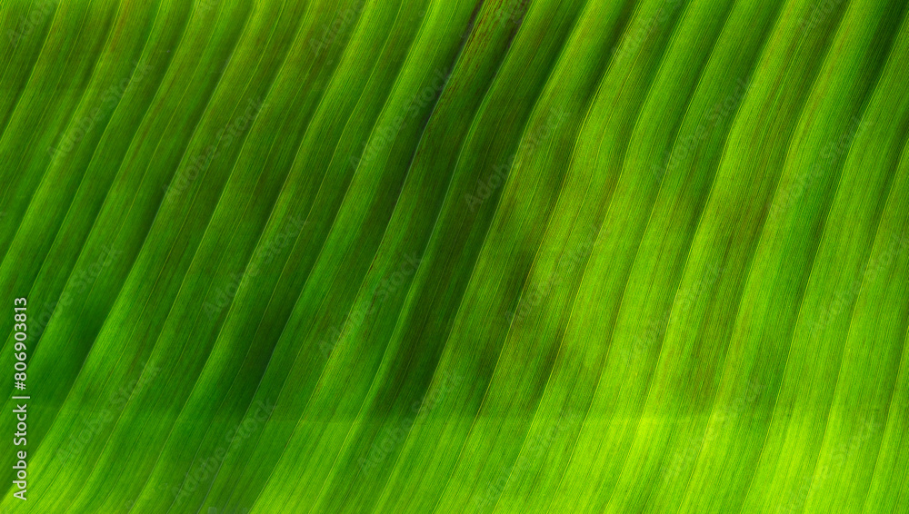 Сlose up green leaf texture