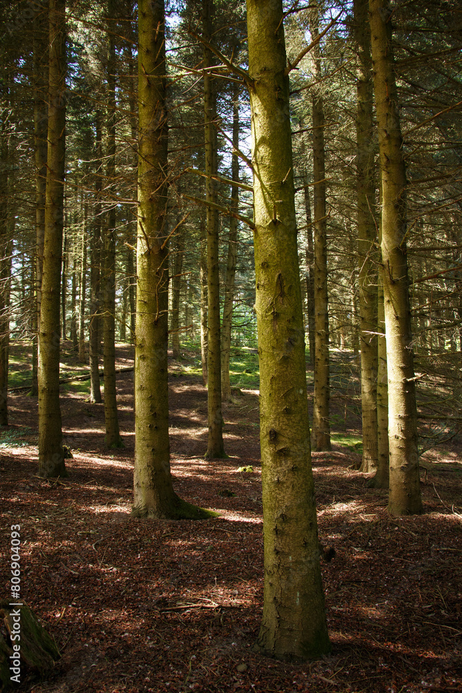 Naklejka premium Pine forest in spring.