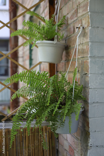 fern in a flower pot on the balcony photo