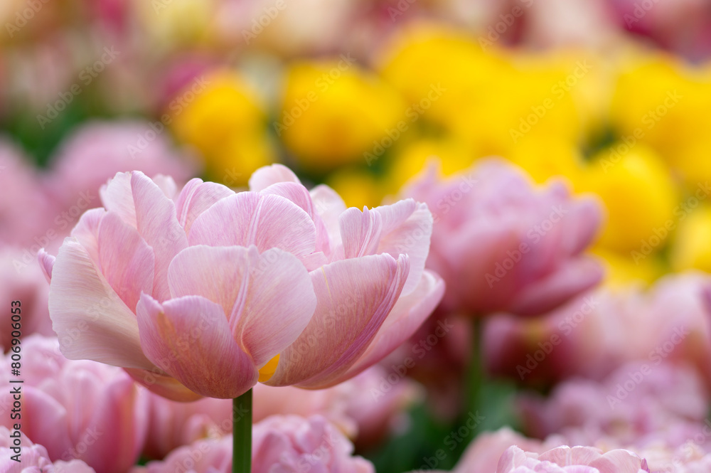 Close-up of tulip flower the colorful background. Close-up of tulip flower the colorful background.