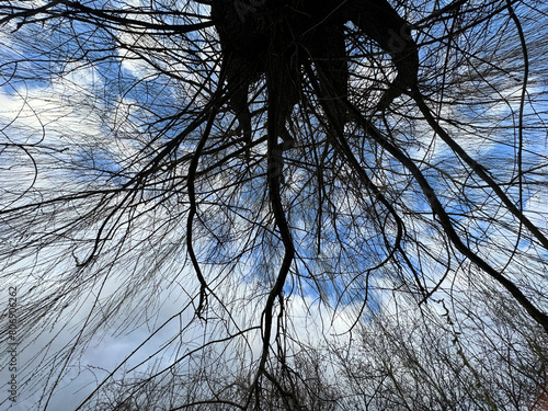 Spring seen from below.