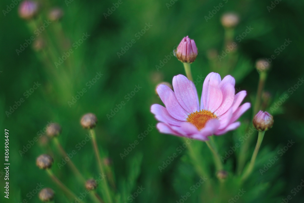 Fototapeta premium Pink Daisy