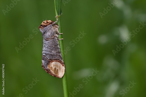 Amazing Buff-tip moth (Phalera bucephala) from Europe on a green background. photo