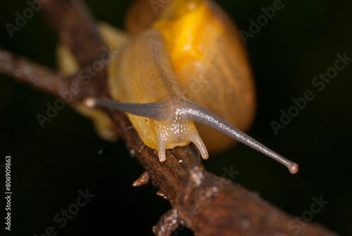Close up of snail crawling in the forest.