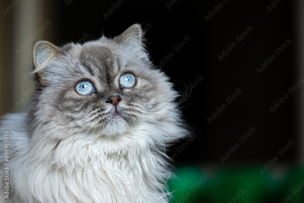 Domestic Scottish Straight cat resting on a scratching post looking ahead Domestic Scottish Straight cat resting on a scratching post looking ahead