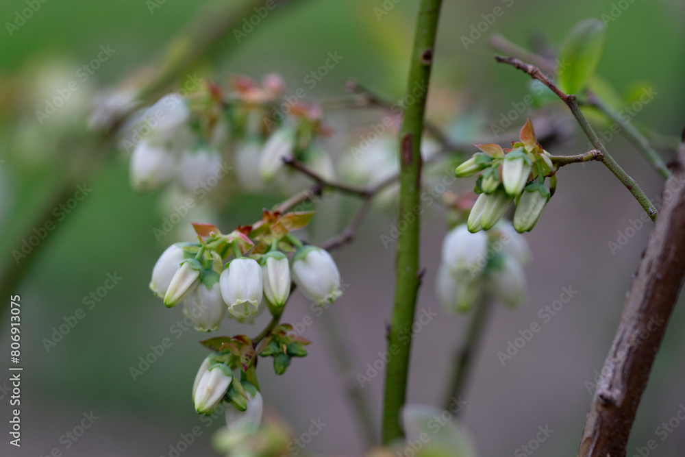 April 20th 2024: blueberry flower in full bloom during spring season April 20th 2024: blueberry flower in full bloom during spring season