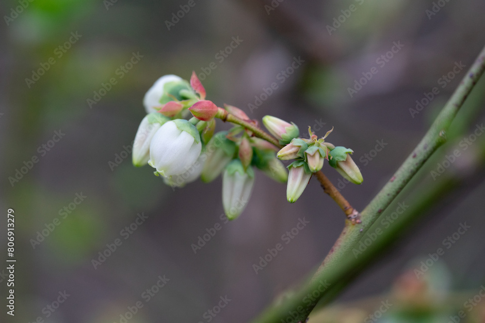 Obraz premium April 20th 2024: blueberry flower in full bloom during spring season