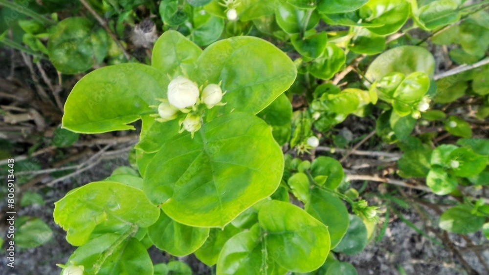 Obraz premium water drops on the leaves