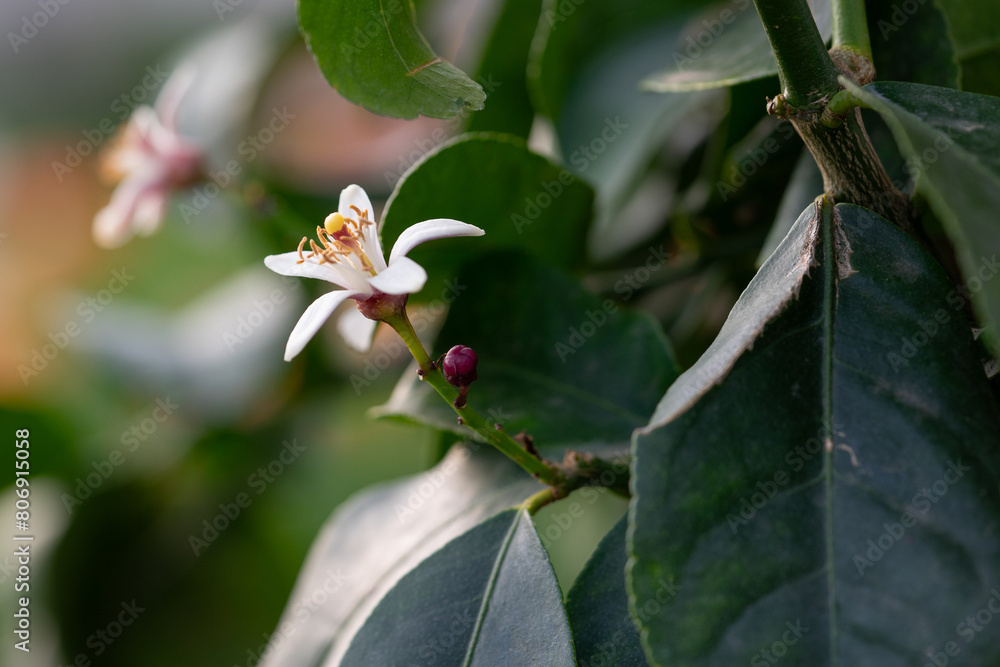 April 10th 2024: leamon flower in full bloom during spring season April 10th 2024: leamon flower in full bloom during spring season