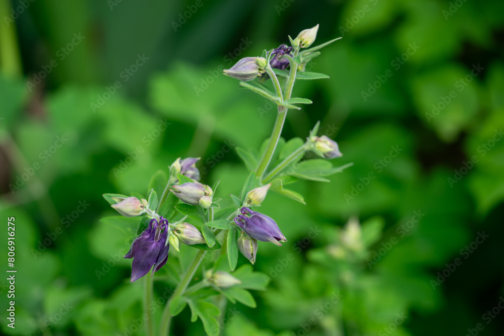 April 10th 2024: acquilegia flower in full bloom during spring season April 10th 2024: acquilegia flower in full bloom during spring season