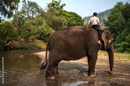 Rear view mahout riding on friendly Asain elephant in elephant camp and sanctuary