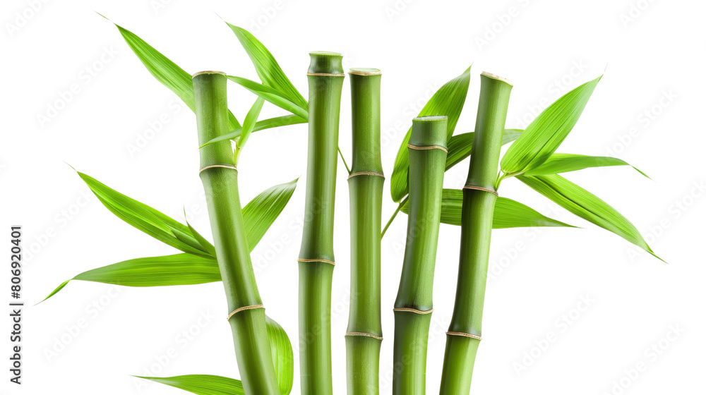 Fototapeta premium Fresh Bamboo on white background