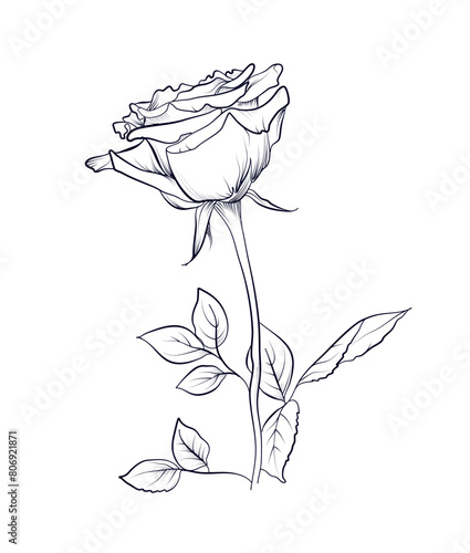 black and white hand-drawn rose flower vector illustration