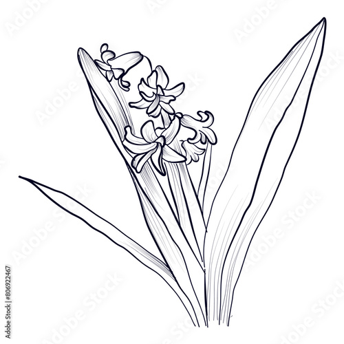 black and white hand-drawn hyacinth flower vector