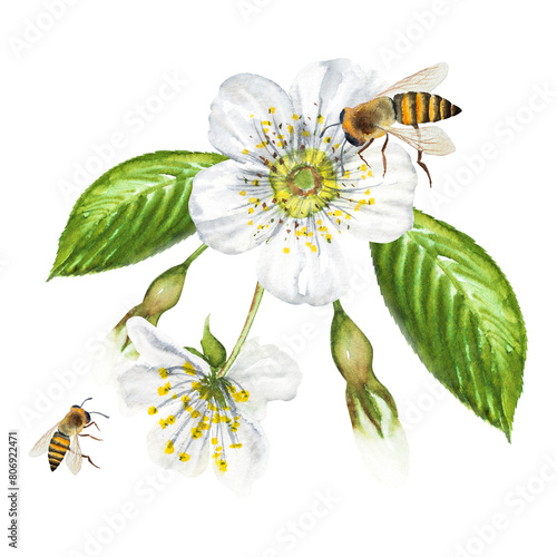 Watercolor illustration of a cherry flower with a bee, blooming cherry, white cherry flower on a stalk. Hand drawn cherry flower with a bee