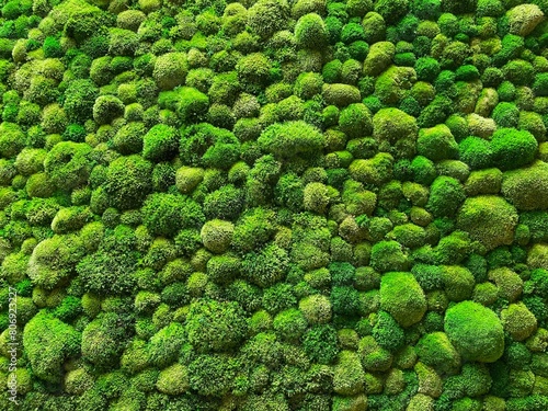 Vertical moss garden. Eco friendly green wall.