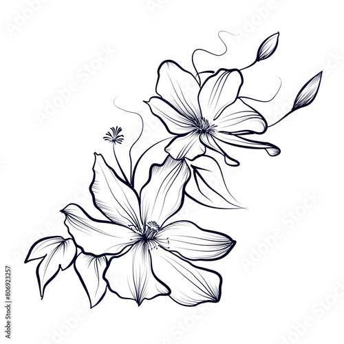 vector hand-drawn illustration of flowers of blooming clematis