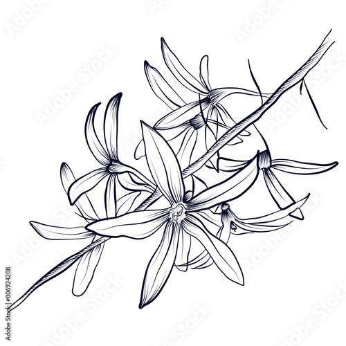 blooming branch of clematis flowers hand drawing vector