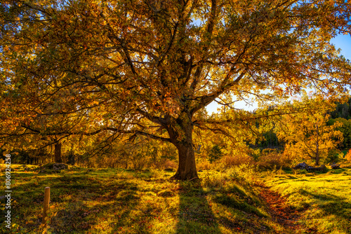 autumn in the park