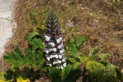 Canvas Print Bear’s breeches, or oyster plant, or Acanthus mollis flowers in Attica, Greece