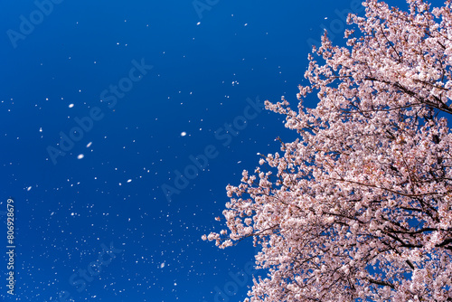桜吹雪