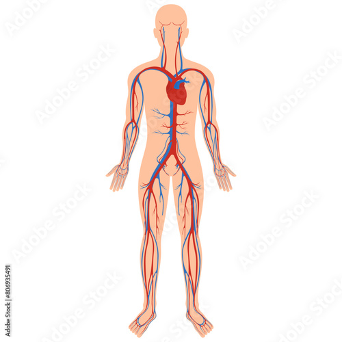 Systems of organs of the human body: circulatory, nervous, skeletal, digestive, male reproductive, female reproductive, respiratory and urinary systems. Anatomical vector illustration.