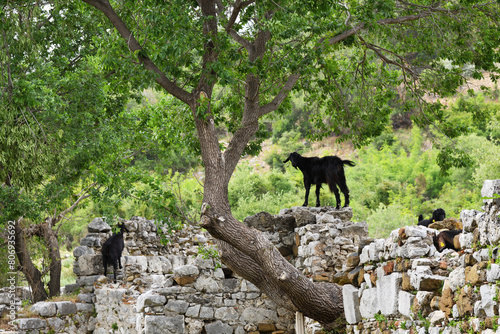 Ancient City of Kaunos. Goats. Turkey