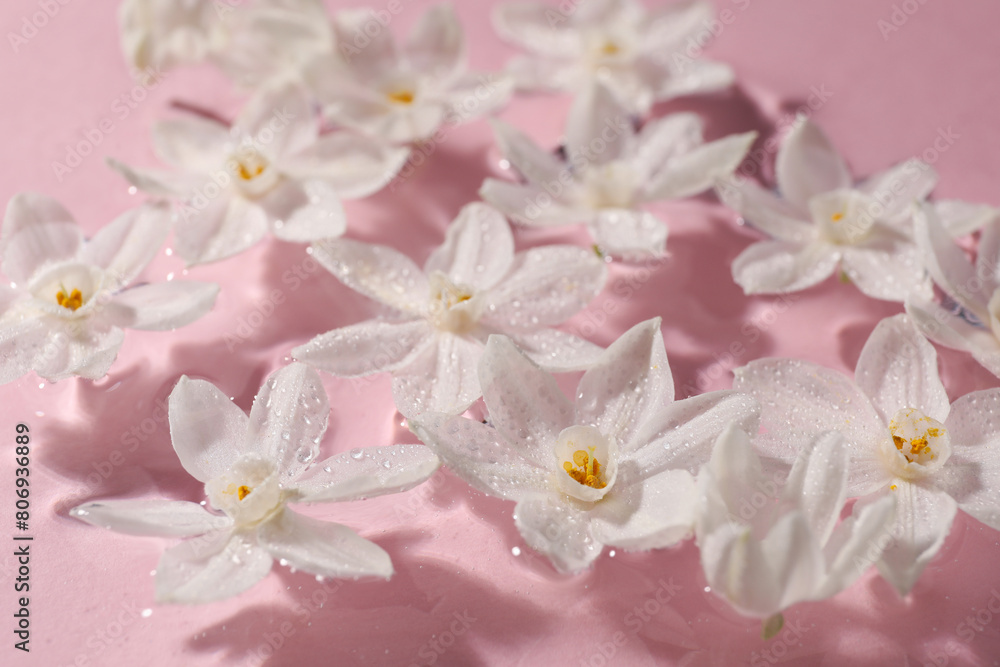 Beautiful daffodils in water on pink background, closeup