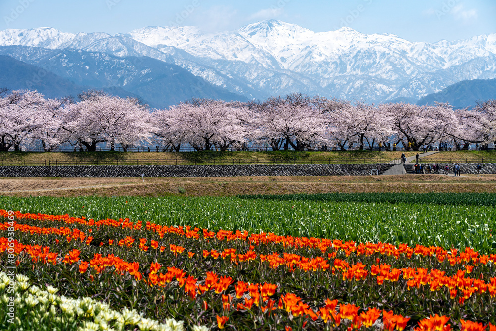 富山県のさくらの名所・あさひ舟川「春の四重奏」 富山県のさくらの名所・あさひ舟川「春の四重奏」