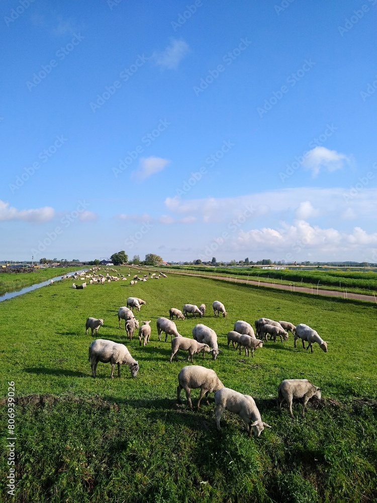Fototapeta premium A big herd of white sheep with young grazing between a canal and a road on a narrow stripe of grass