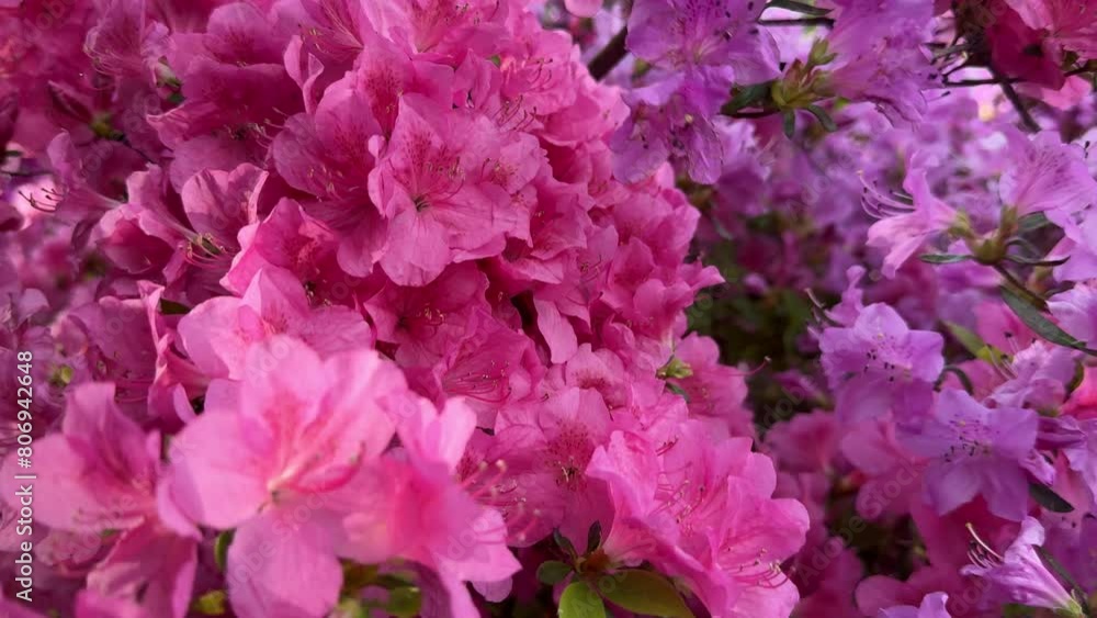 Rhododendron pink flowers. Rhododendron pink flowers.