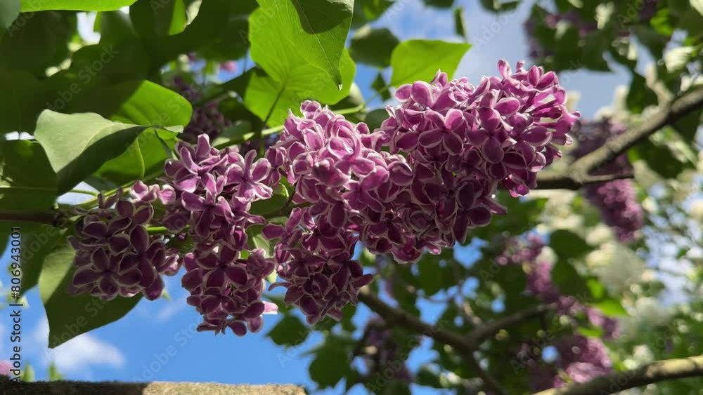 Lilacs flowers Sensation with white edges on purple petals. Lilacs flowers Sensation with white edges on purple petals.
