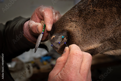 older man working on taxidermy in his workshop. photo