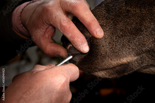 older man working on taxidermy in his workshop.