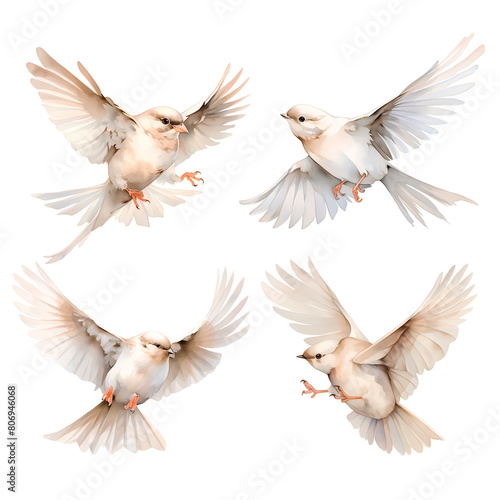 set of birds © los_ojos_pardos