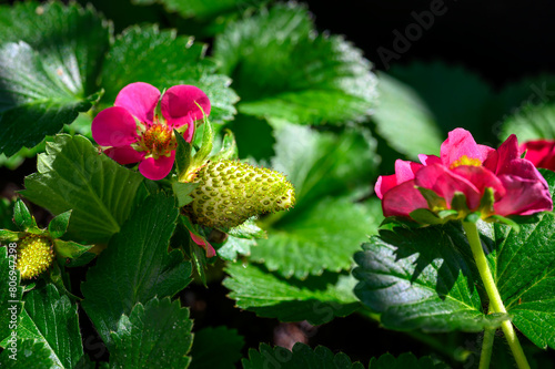 Macro shot of the pink flowers of unripe strawberry plants in the sunshine. photo