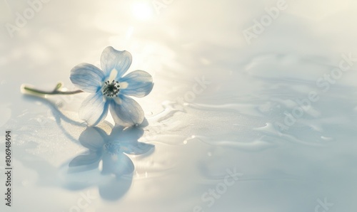 A forget-me-not flower on a soft white canvas, casting a subtle shadow © TheoTheWizard