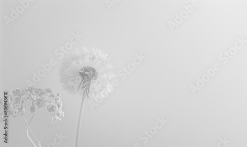 A delicate white dandelion against a soft white background