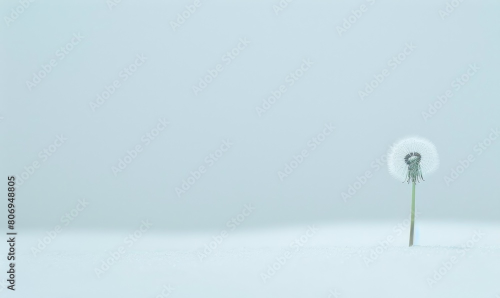 A lone white dandelion standing tall amidst a sea of white A lone white dandelion standing tall amidst a sea of white