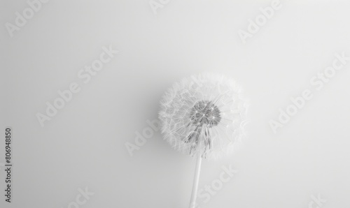 Wallpaper Mural A pristine white dandelion against a clean white background Torontodigital.ca