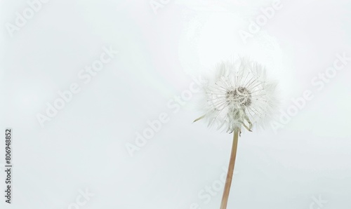 Wallpaper Mural A pristine white dandelion against a clean white background Torontodigital.ca