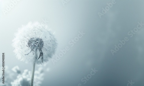 A pristine white dandelion against a soft white backdrop