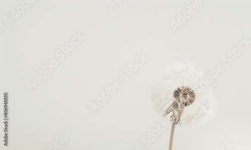 A pristine white dandelion against a soft white backdrop