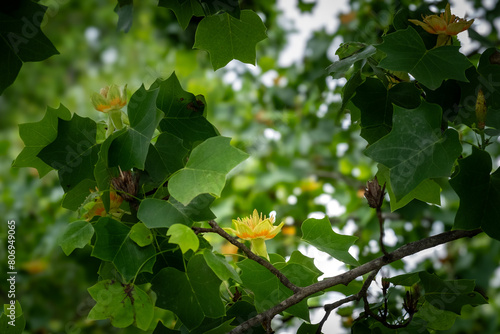 Tulip tree flower in full bloom among green foliage photo