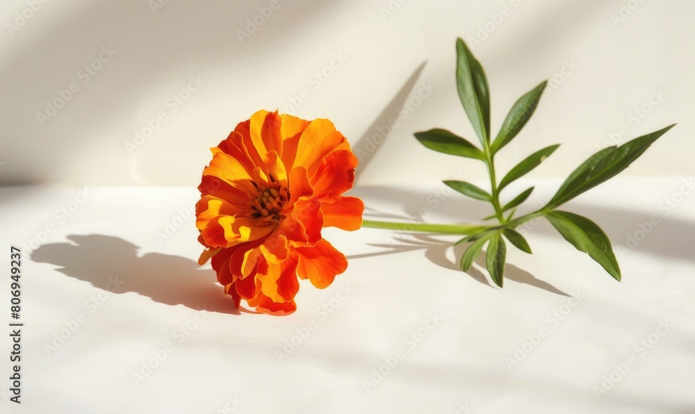 A vibrant marigold against a backdrop of white, casting a striking shadow A vibrant marigold against a backdrop of white, casting a striking shadow