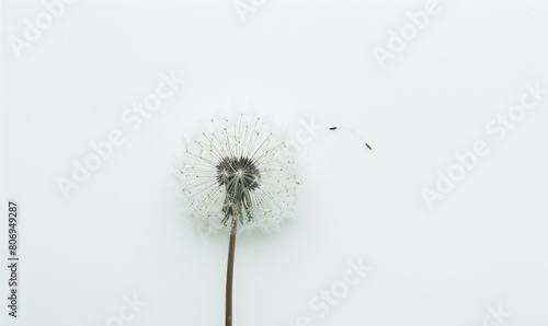 Wallpaper Mural A white dandelion delicately placed on a white background Torontodigital.ca