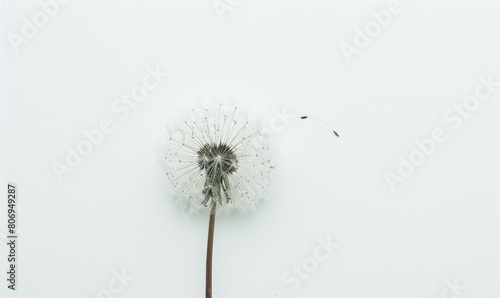 A white dandelion delicately placed on a white background